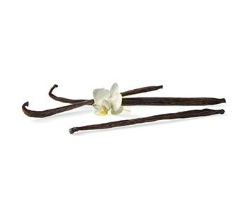 Vanilla bean branch